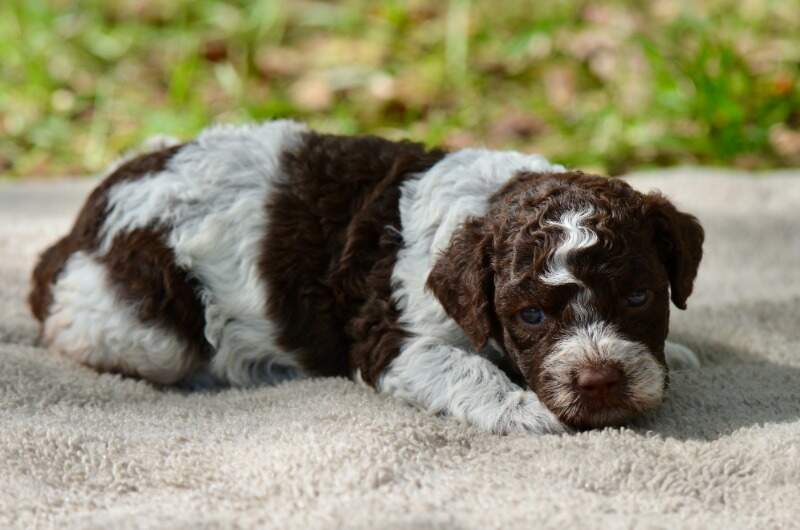 3 weeks