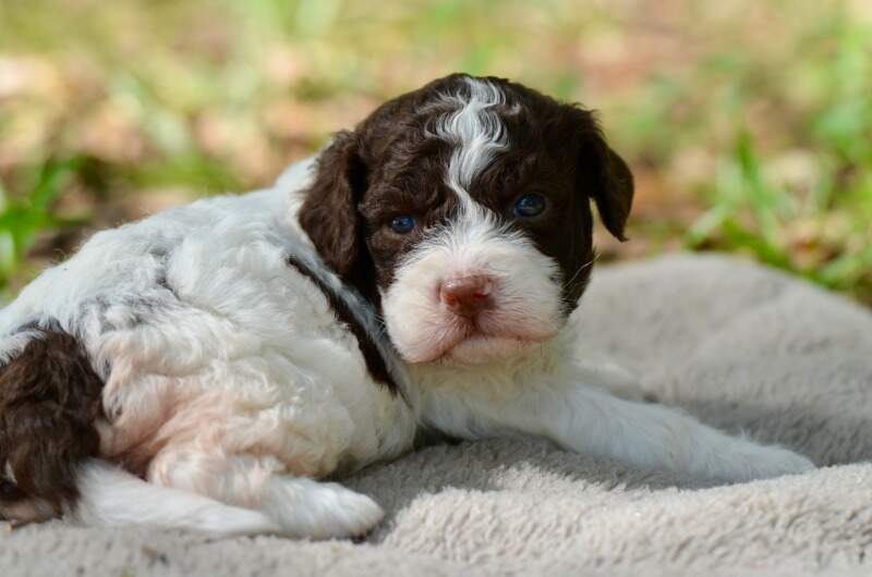 3 weeks