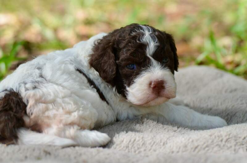 3 weeks