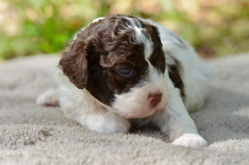 3 weeks