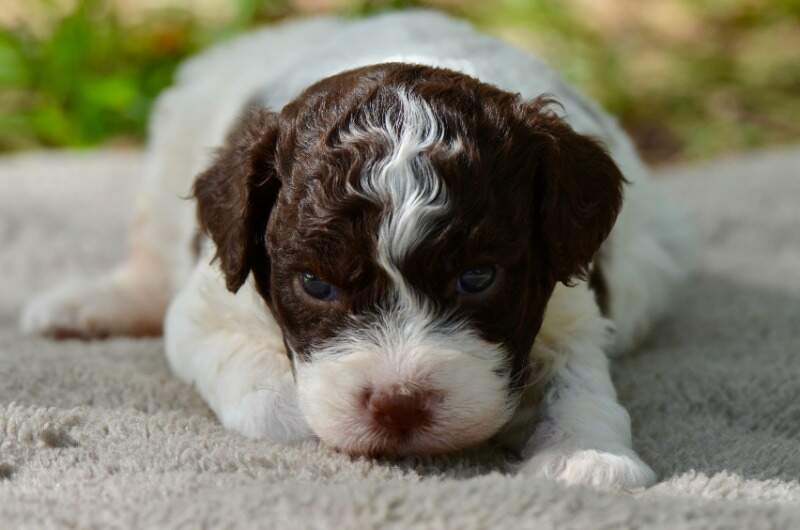 3 weeks