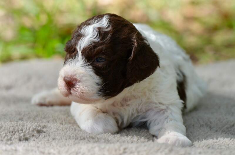 3 weeks