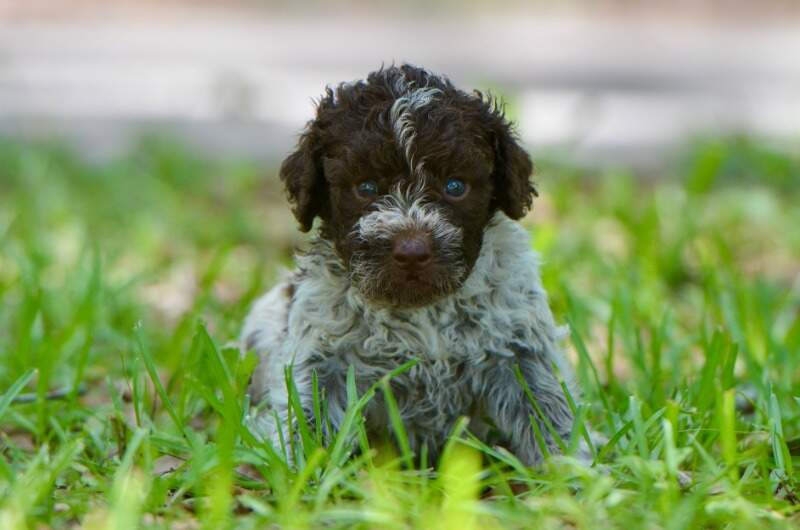 4 weeks