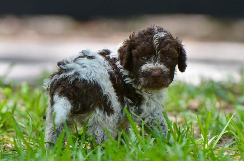 4 weeks
