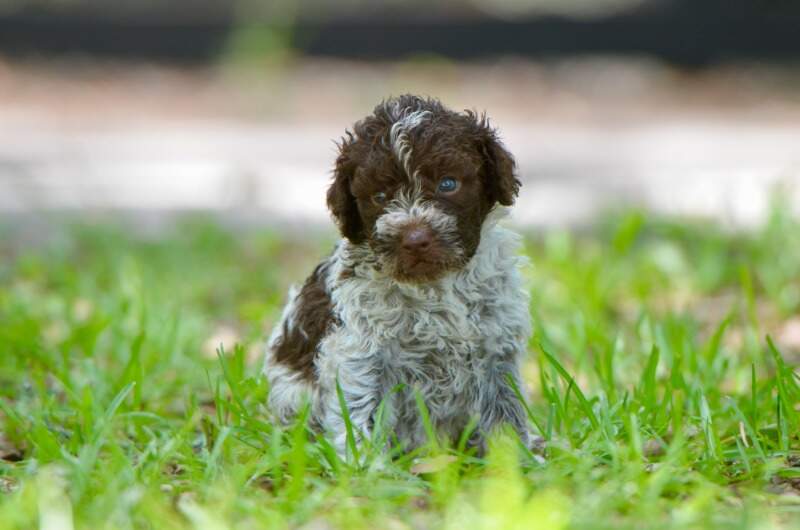 4 weeks