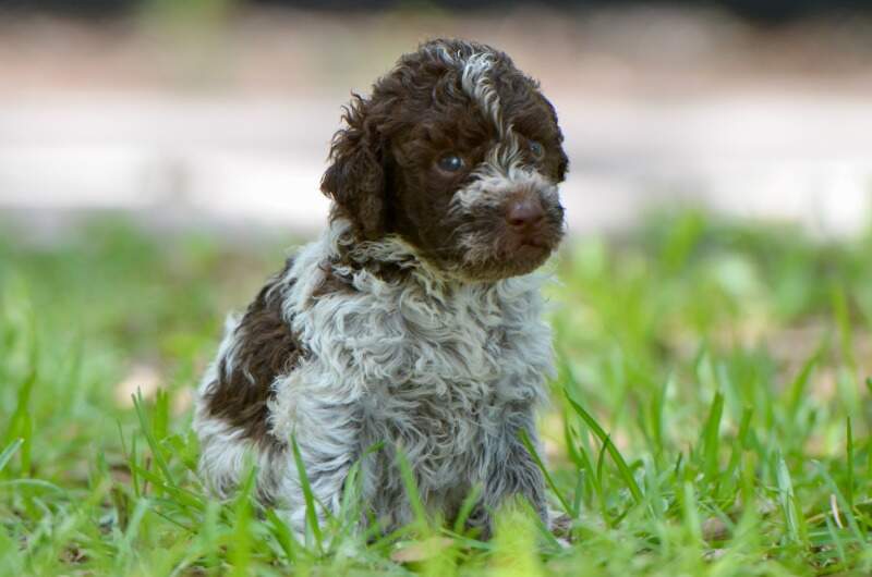 4 weeks