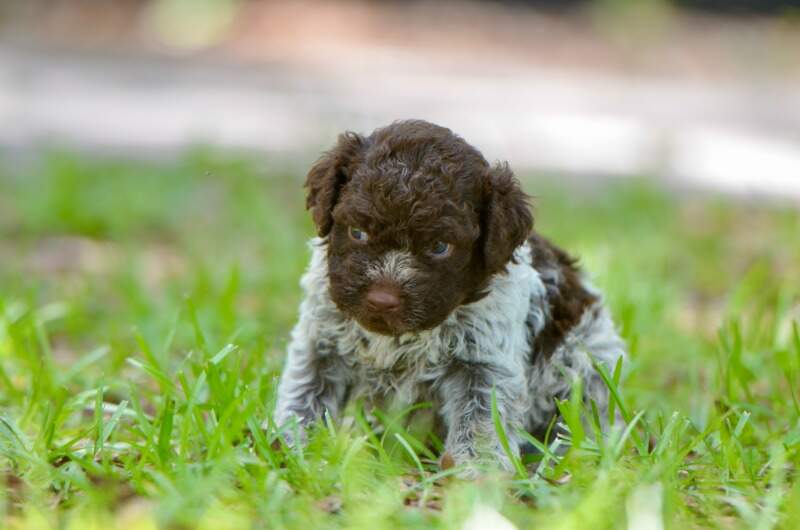 4 weeks