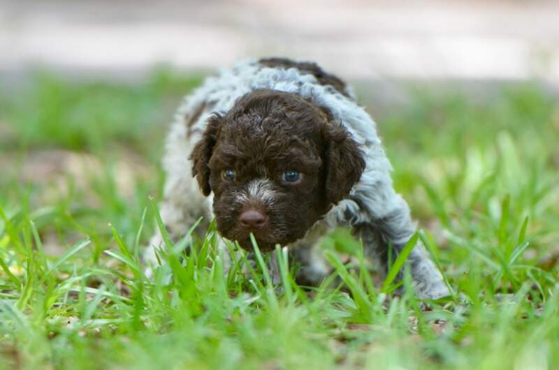 4 weeks
