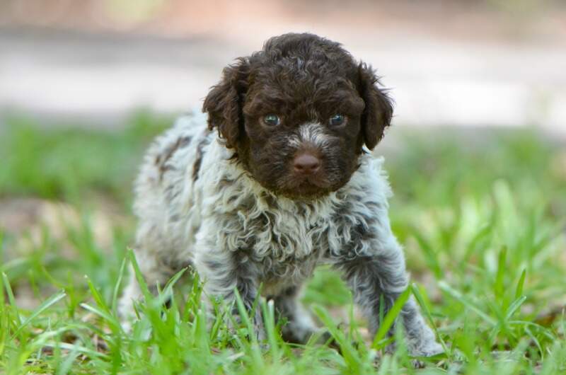 4 weeks