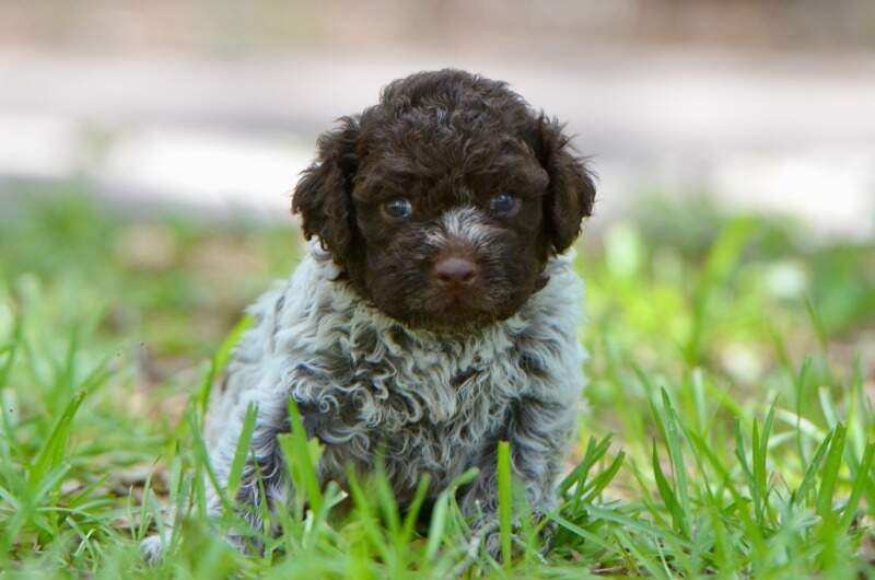 4 weeks