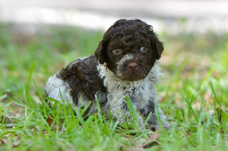 4 weeks
