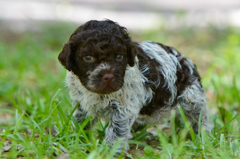 4 weeks
