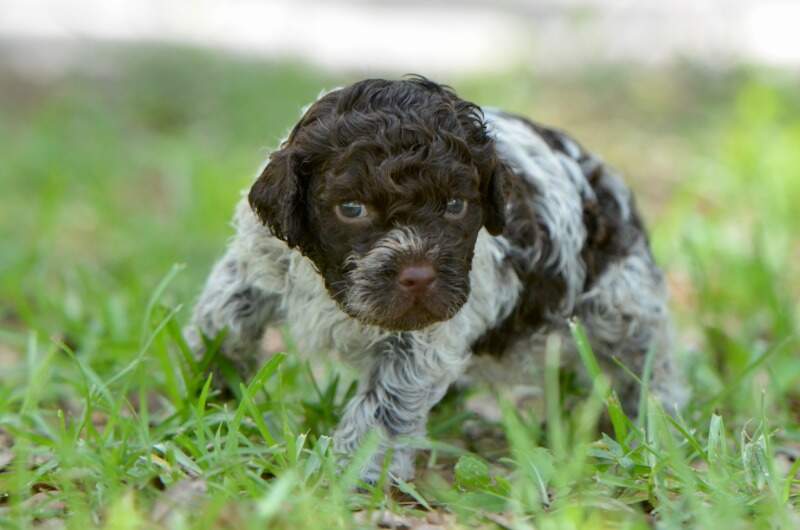 4 weeks