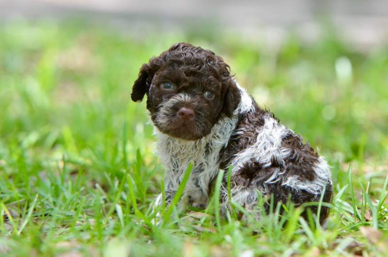 4 weeks