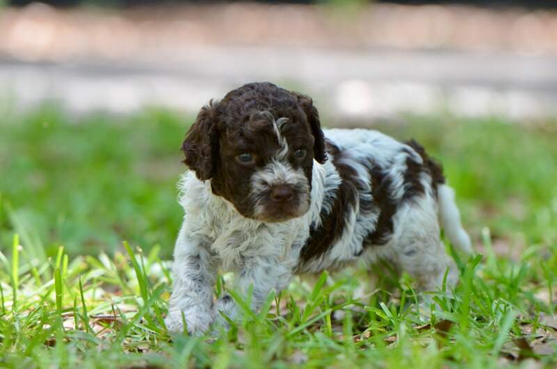 4 weeks