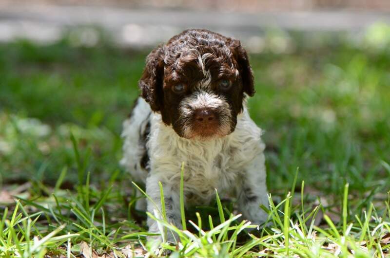 4 weeks