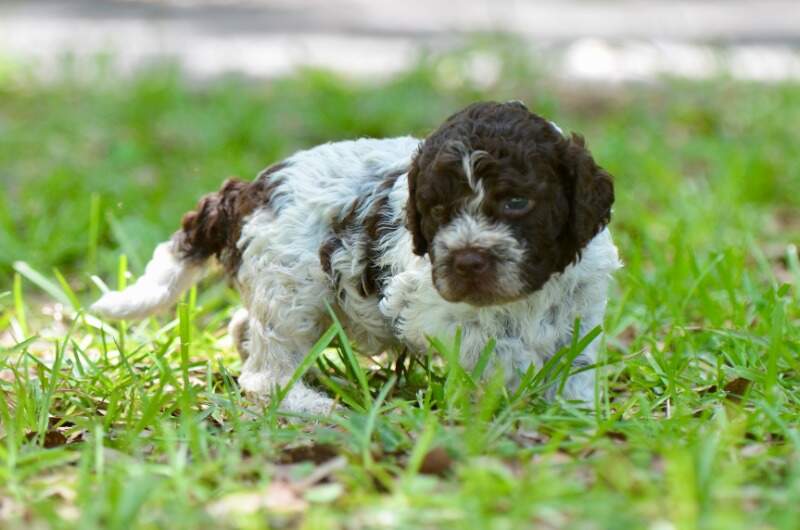 4 weeks