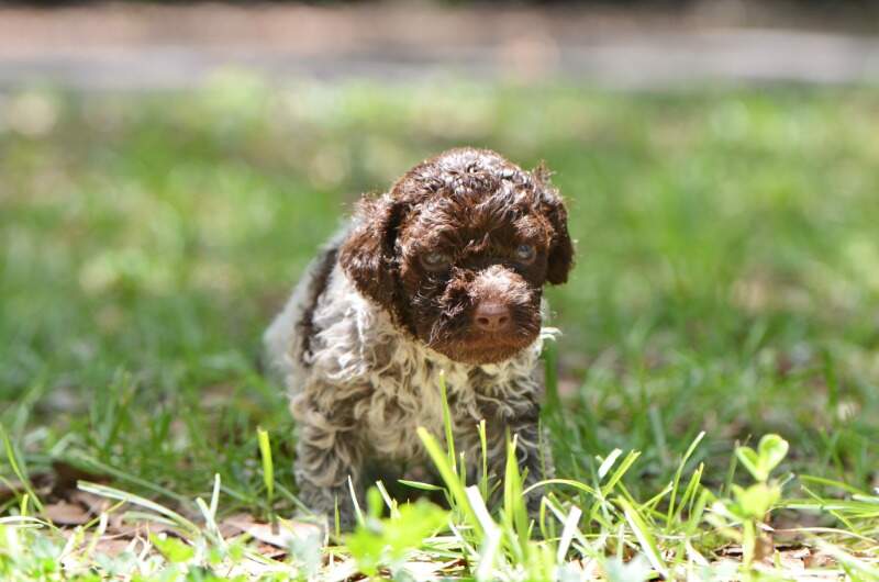 4 weeks