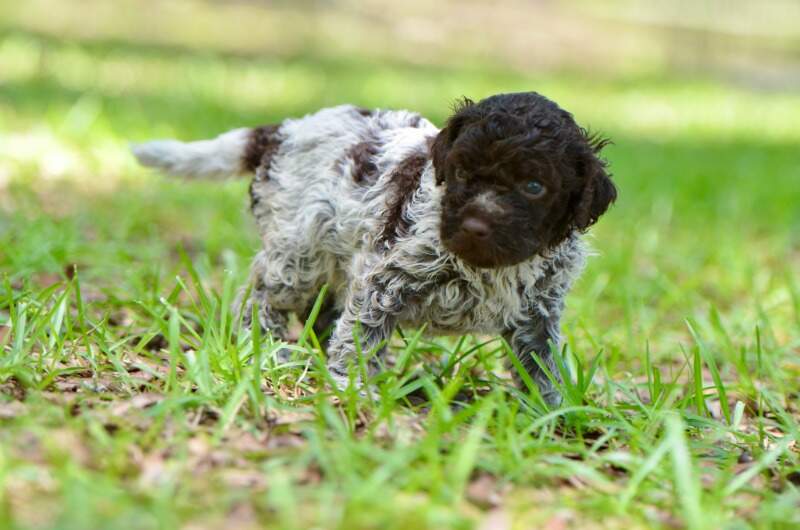 4 weeks