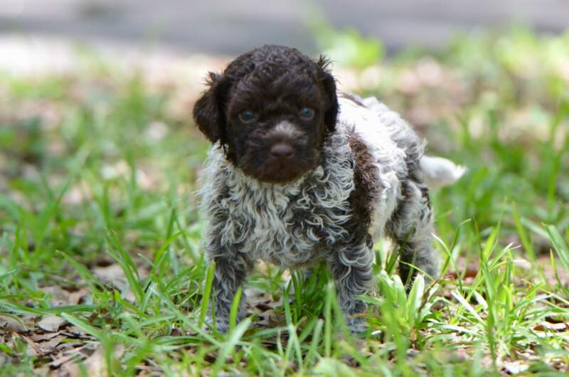 4 weeks