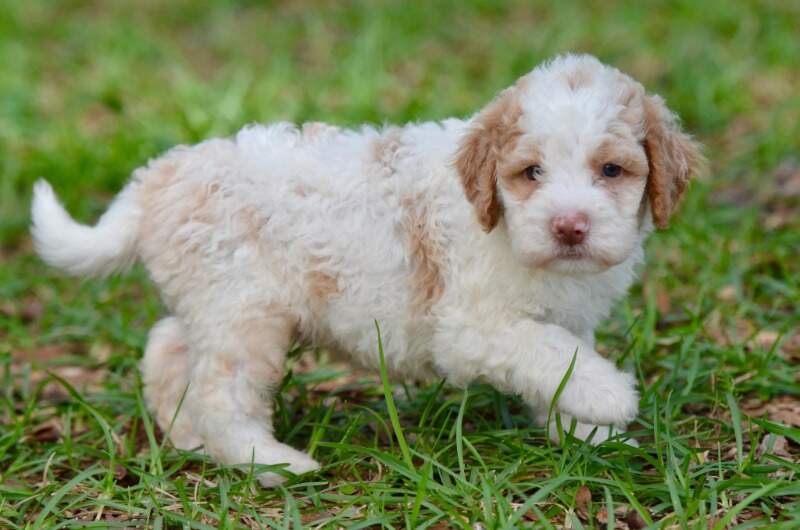 4 weeks