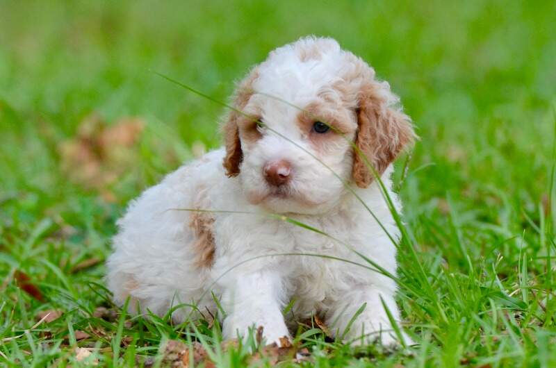 4 weeks
