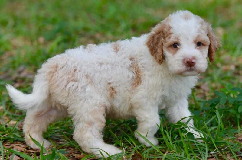 4 weeks