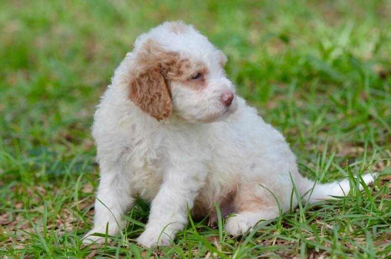 4 weeks