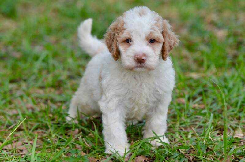 4 weeks