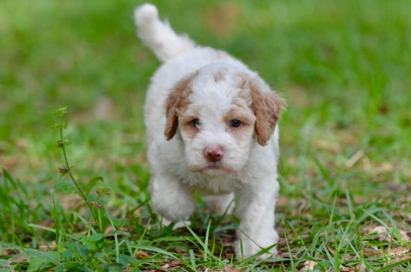 4 weeks