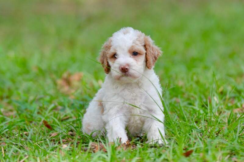 4 weeks