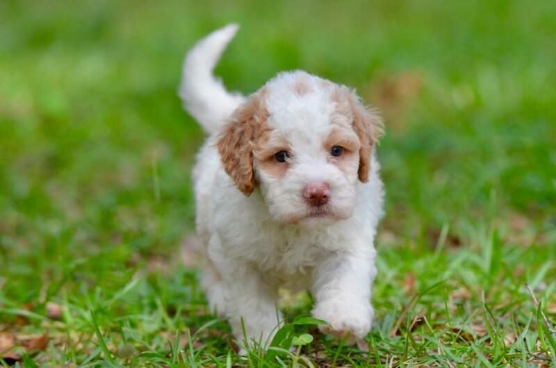 4 weeks