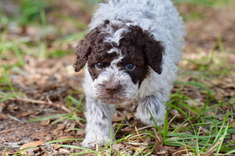 4 weeks