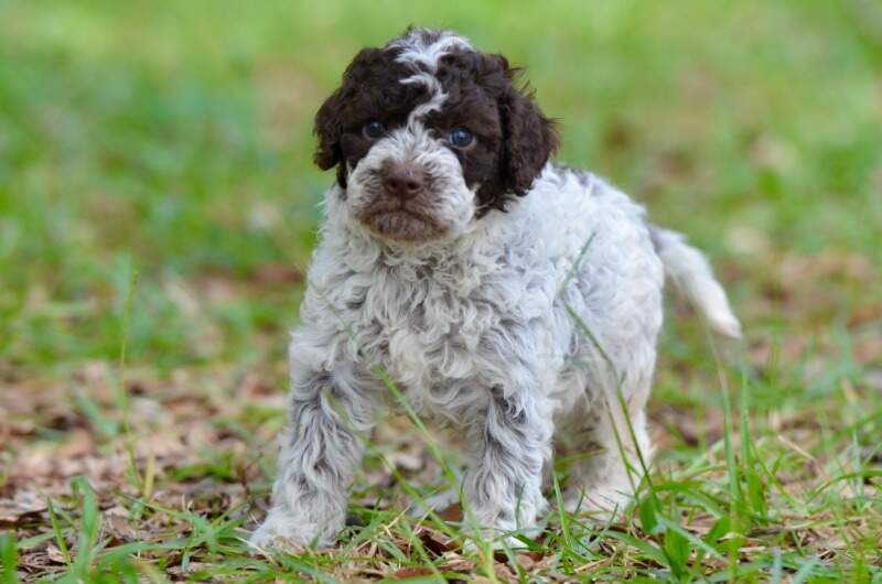 4 weeks