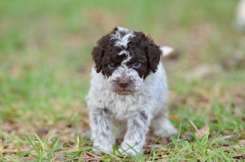 4 weeks