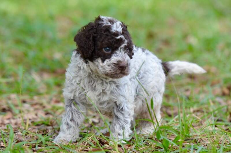 4 weeks