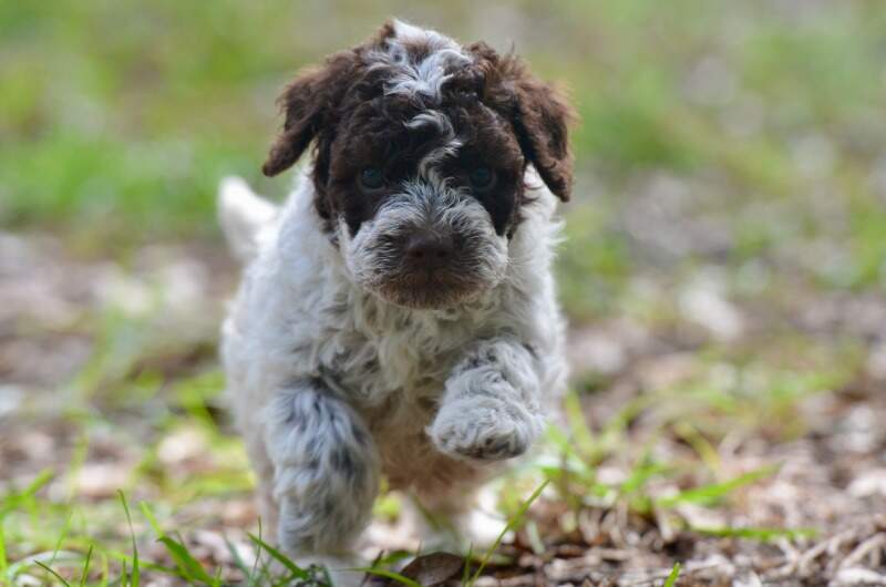 4 weeks