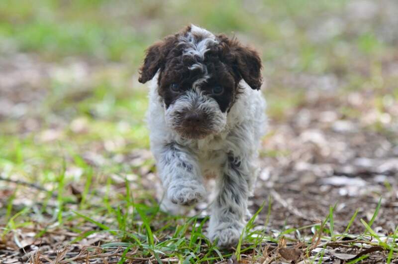 4 weeks