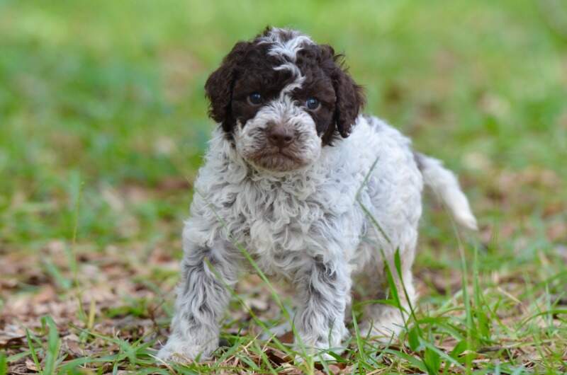 4 weeks