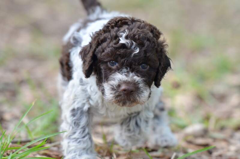 4 weeks