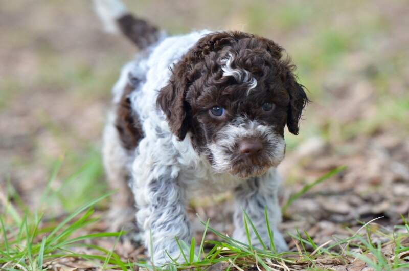 4 weeks