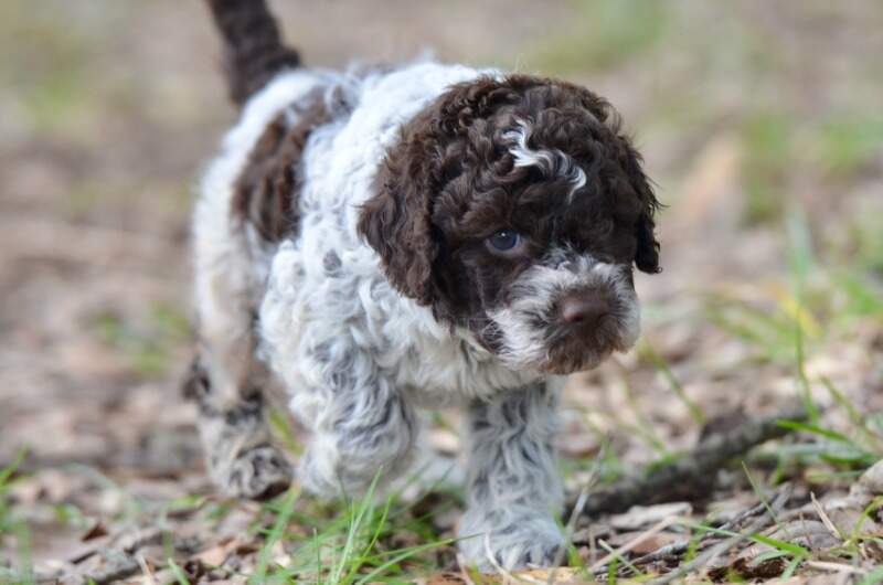 4 weeks