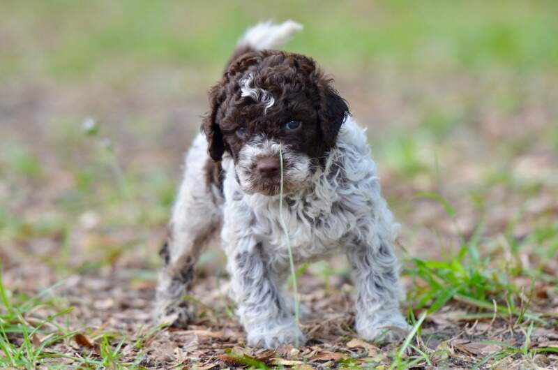 4 weeks