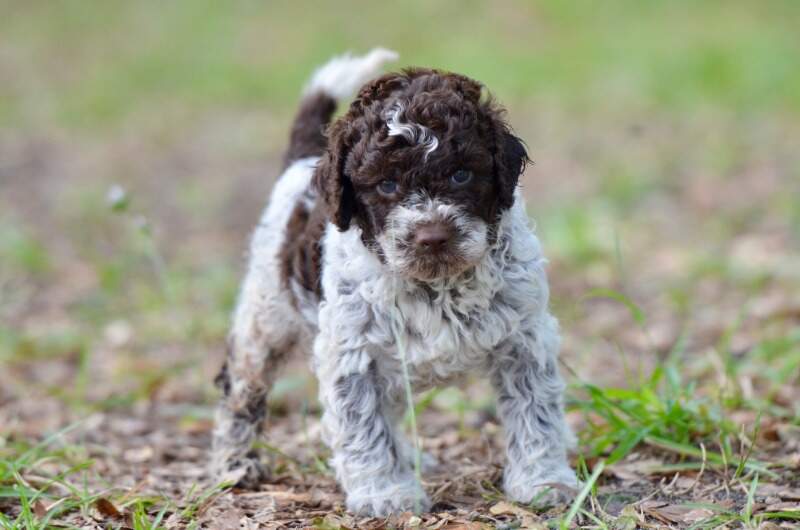 4 weeks