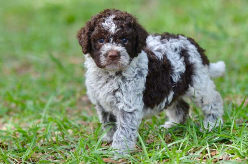 4 weeks