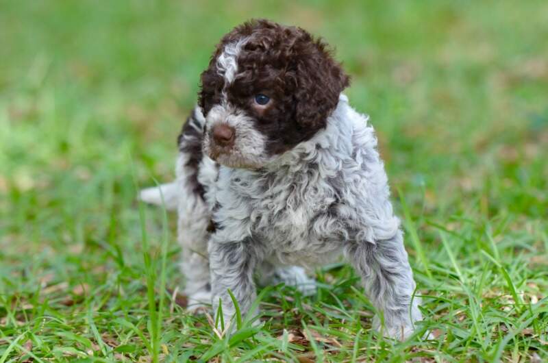 4 weeks