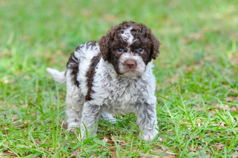 4 weeks
