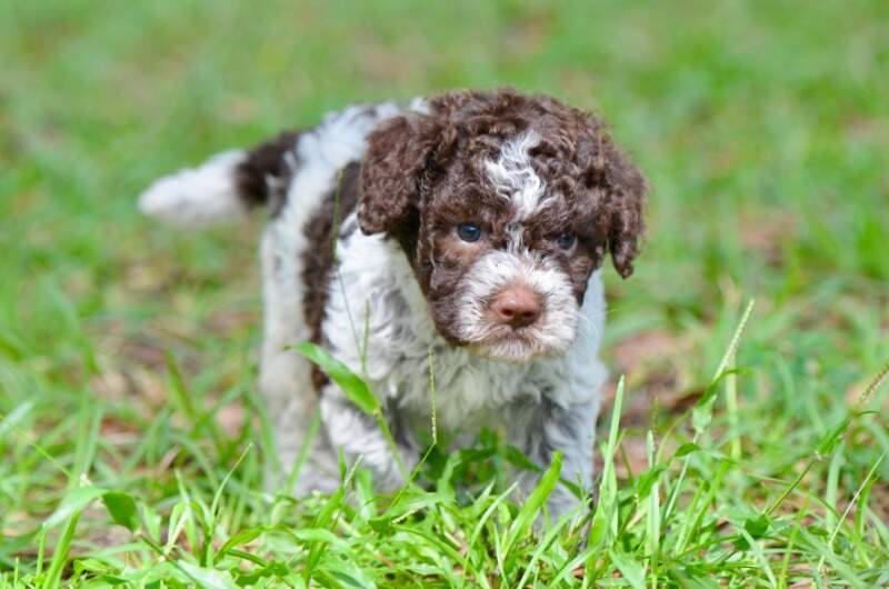 4 weeks