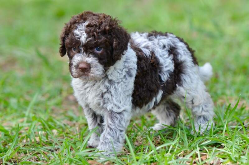 4 weeks