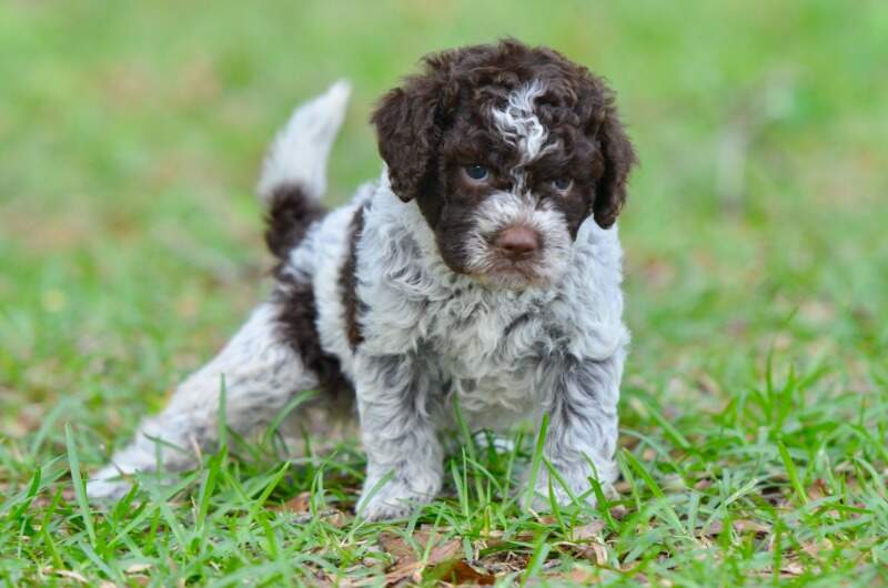 4 weeks